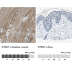 Anti-STBD1 Antibody