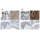 Immunohistochemical staining of human colon, skeletal muscle, skin and testis using Anti-STBD1 antibody HPA012849 (A) shows similar protein distribution across tissues to independent antibody HPA011952 (B).