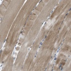 Immunohistochemical staining of human skeletal muscle shows high expression.