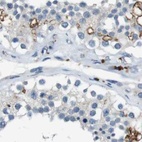 Immunohistochemical staining of human testis using Anti-STBD1 antibody HPA012849.