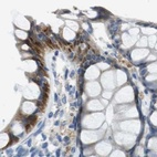 Immunohistochemical staining of human colon using Anti-STBD1 antibody HPA012849.