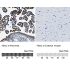 Anti-FBN2 Antibody