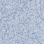 Anti-FBN2 Antibody