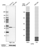 Western blot analysis in human cell lines Caco-2 and HEK293 using Anti-VAPB antibody. Corresponding VAPB RNA-seq data are presented for the same cell lines. Loading control: Anti-COX4I1.