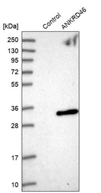 Western blot analysis in control (vector only transfected HEK293T lysate) and ANKRD46 over-expression lysate (Co-expressed with a C-terminal myc-DDK tag (~3.1 kDa) in mammalian HEK293T cells, LY405052).