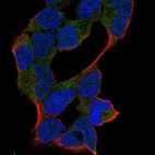 Immunofluorescent staining of human cell line HEK 293 shows localization to cytosol.