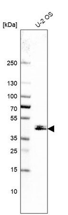 Western blot analysis in human cell line U-2 OS.