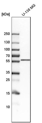 Anti-LNPK Antibody