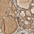 Anti-MEGF9 Antibody