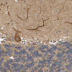 Anti-MEGF9 Antibody