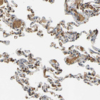 Anti-MEGF9 Antibody