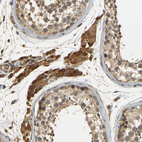 Anti-MEGF9 Antibody