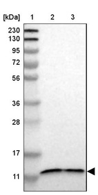 Anti-TMEM141 Antibody