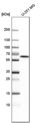 Anti-UAP1 Antibody