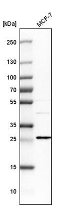 Anti-EMP2 Antibody