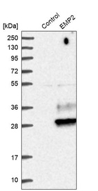 Anti-EMP2 Antibody