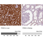 Anti-PON3 Antibody