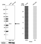 Anti-PON3 Antibody