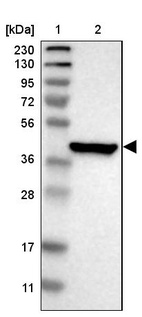 Anti-PON3 Antibody