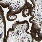 Anti-SLC31A2 Antibody