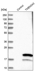 Anti-TMEM243 Antibody