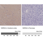 Anti-NDRG4 Antibody