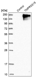 Anti-TMPRSS15 Antibody