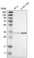 Anti-MFAP3 Antibody