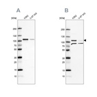 Anti-SRPK1 Antibody