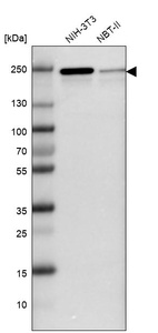 Anti-KDM3B Antibody