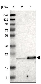 Anti-TEX261 Antibody