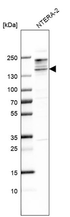 Anti-SALL3 Antibody