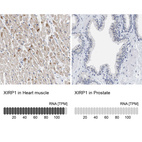 Anti-XIRP1 Antibody