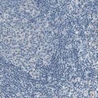 Immunohistochemical staining of human lymphoid tissues shows no positivity in non-germinal center cells as expected.