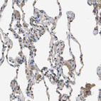 Anti-MS4A7 Antibody