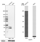 Anti-NUDT4 Antibody