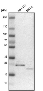 Anti-NUDT4 Antibody