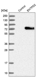 Anti-ENTPD2 Antibody