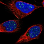 Immunofluorescent staining of human cell line U-2 OS shows localization to nuclear speckles.