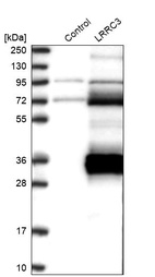 Western blot analysis in control (vector only transfected HEK293T lysate) and LRRC3 over-expression lysate (Co-expressed with a C-terminal myc-DDK tag (~3.1 kDa) in mammalian HEK293T cells, LY410679).