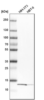 Anti-YBEY Antibody