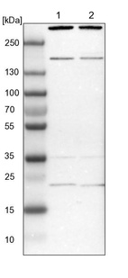 Anti-SYF2 Antibody