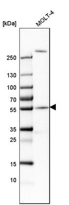 Anti-CEP57 Antibody