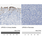 Anti-UPK3A Antibody