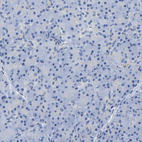 Anti-UPK3A Antibody