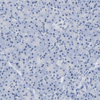 Anti-UPK3A Antibody