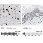 Anti-G3BP2 Antibody