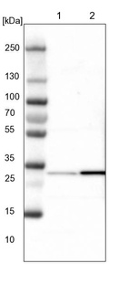 Lane 1: NIH-3T3 cell lysate (Mouse embryonic fibroblast cells)_br/_Lane 2: NBT-II cell lysate (Rat Wistar bladder tumour cells)