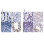 Anti-BOLL Antibody