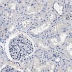 Anti-BOLL Antibody